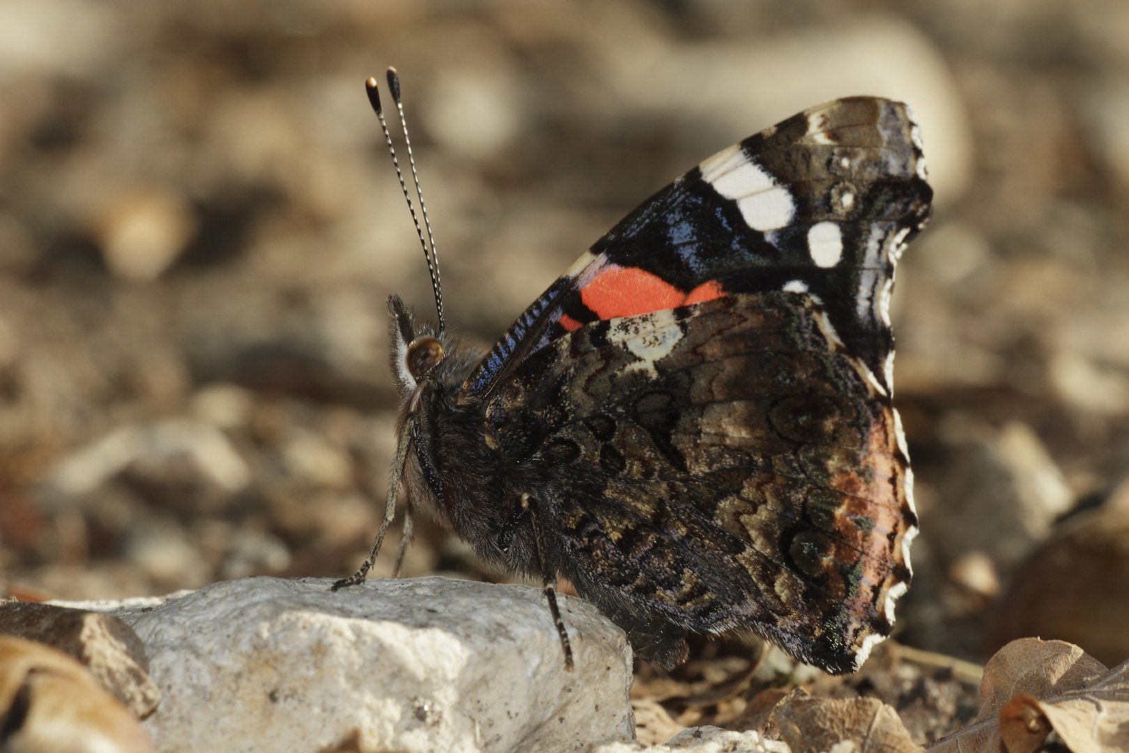 papillon le Vulcain