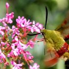 Papillon - Lepidoptere - Sphinx-Gaze - Hemaris-Fuciformis