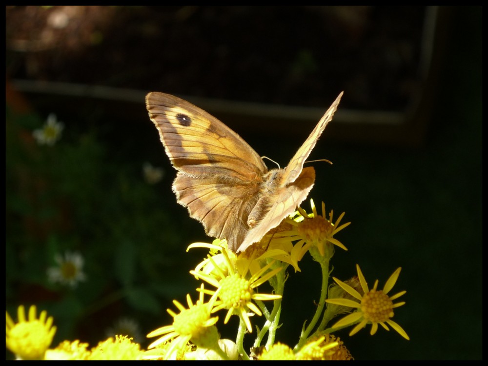 Papillon lumineux