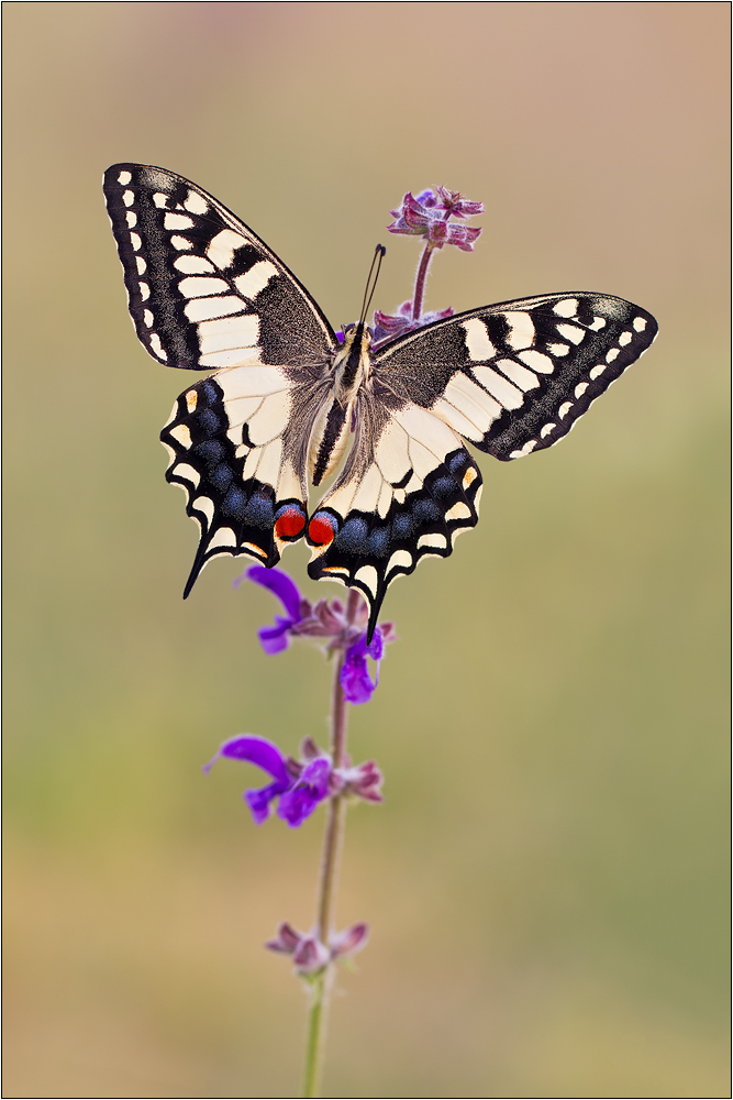 Papillon machaon