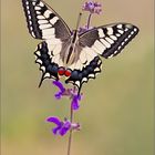 Papillon machaon