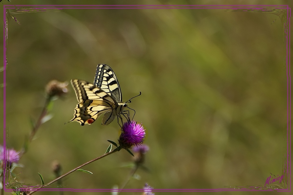 Papillon Machaon