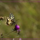 Papillon Machaon