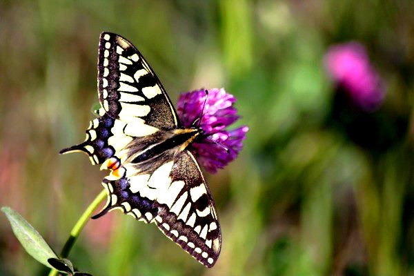 Papillon Machaon