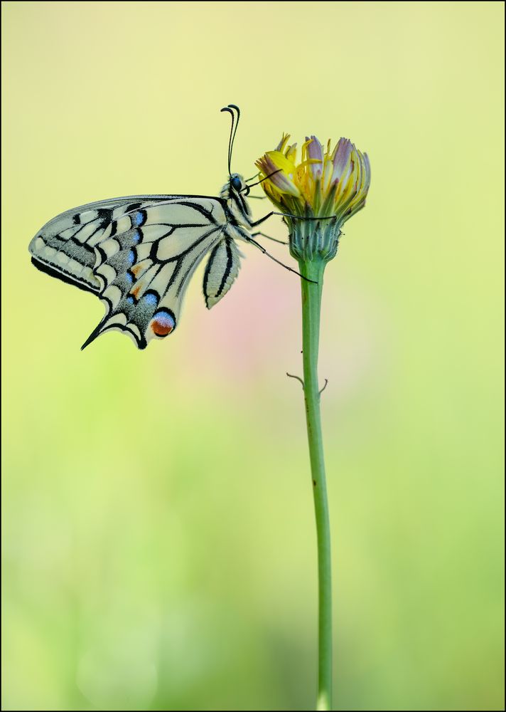 papillon machaon