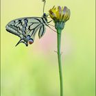 papillon machaon