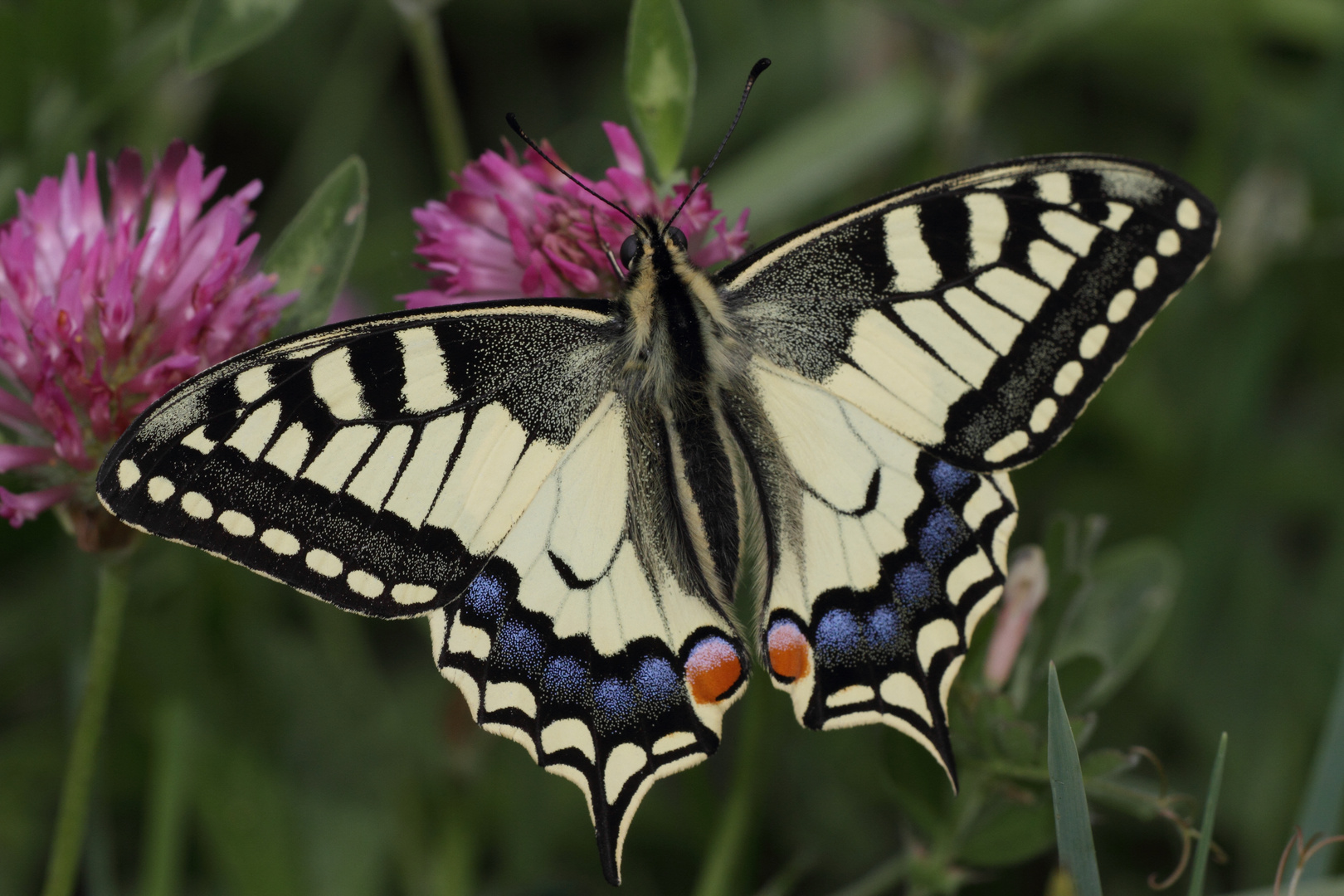 Papillon Machaon