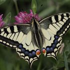 Papillon Machaon