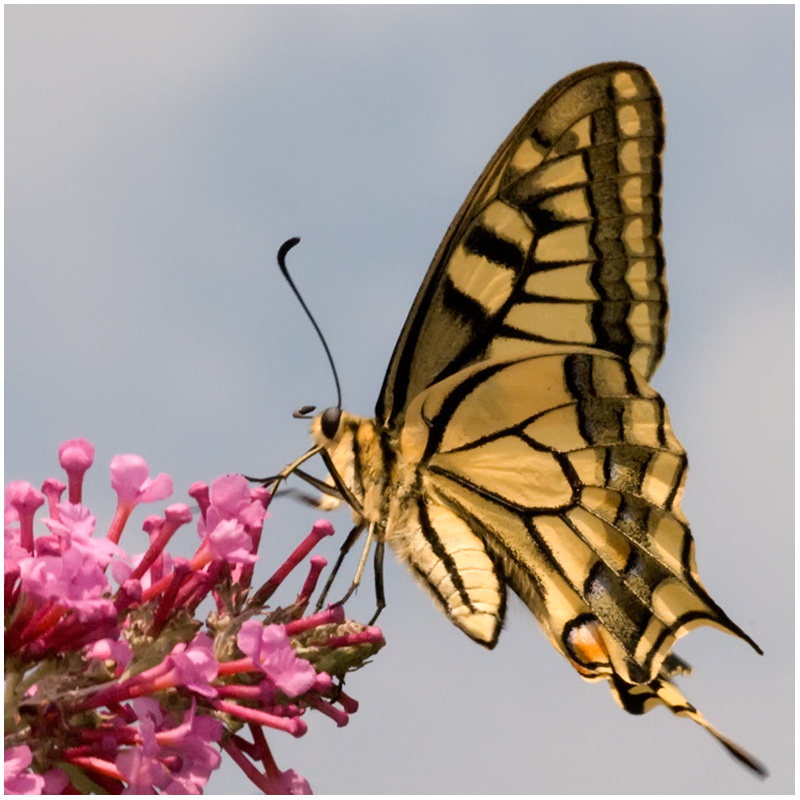 Papillon Machaon et buddléia (2)