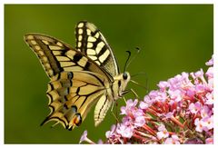 Papillon : Machaon et Buddleia