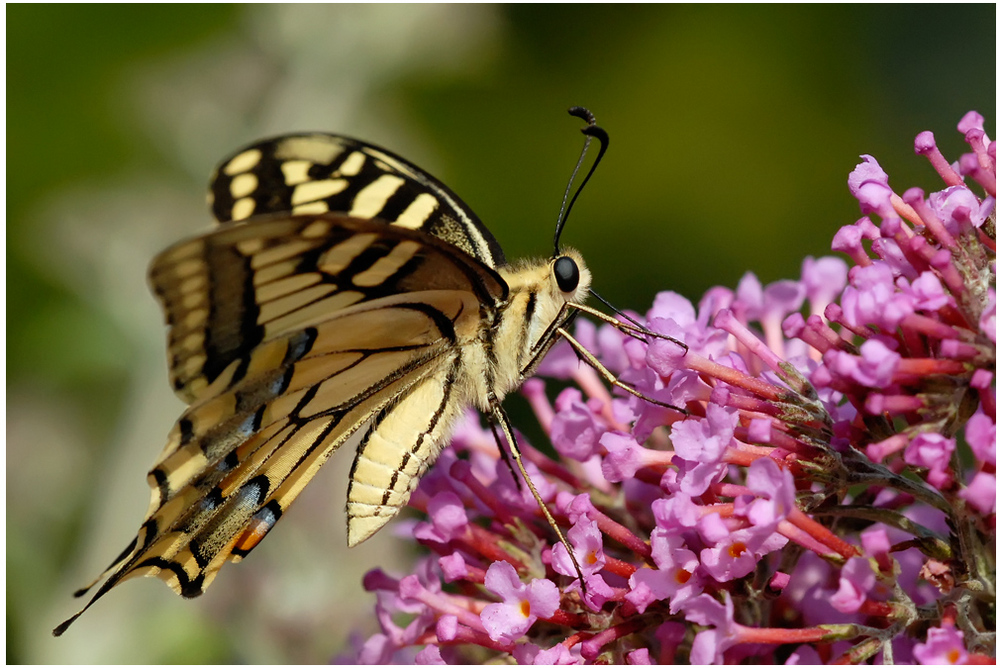 Papillon Machaon sur buddléia