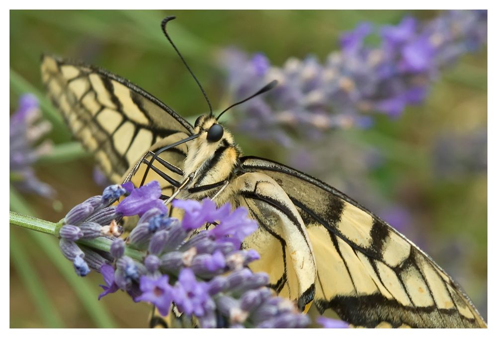 Papillon Machaon sur lavande