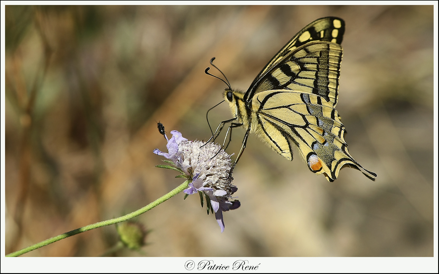 Papillon Machaon sur sa petite fleur.