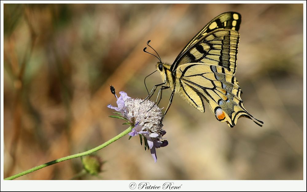 Papillon Machaon sur sa petite fleur.