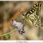 Papillon Machaon sur sa petite fleur.