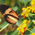 papillon macro nature