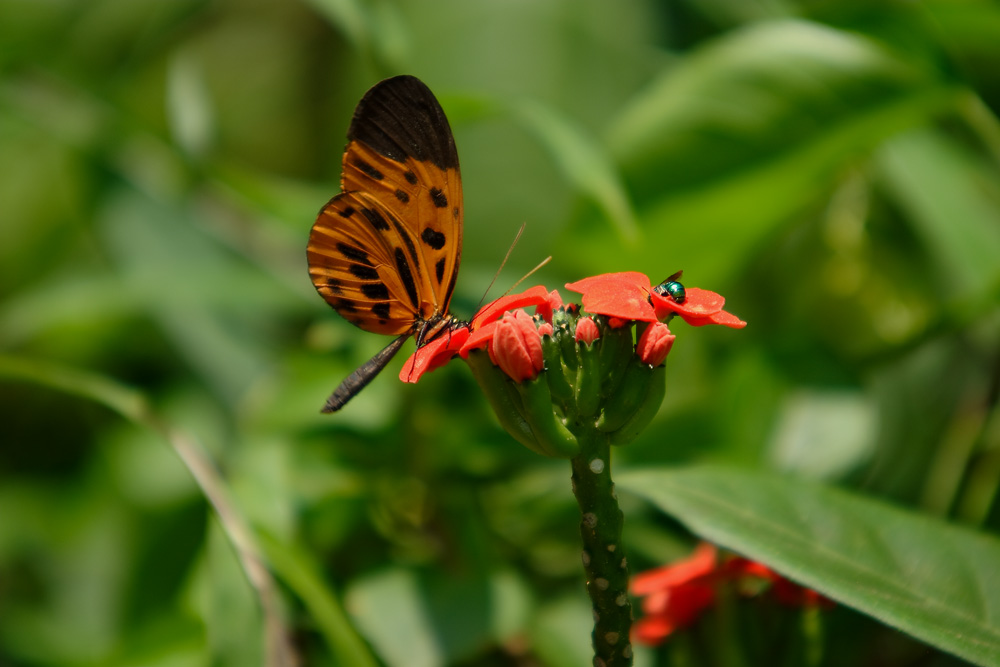 Papillon, Madre de Dios, Pérou