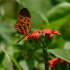 Papillon, Madre de Dios, Pérou