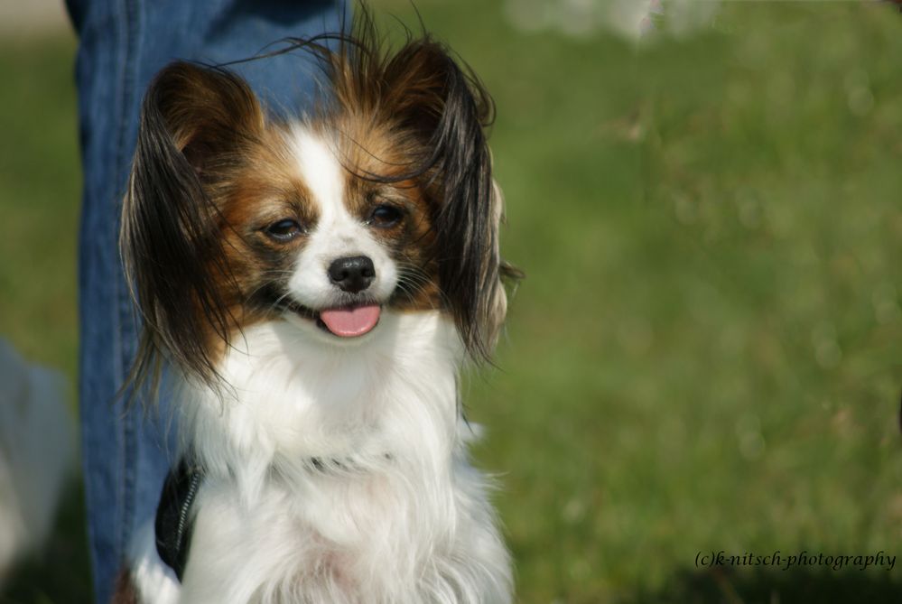 Papillon-mädchen die 1.