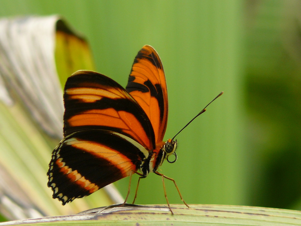 Papillon majestueux