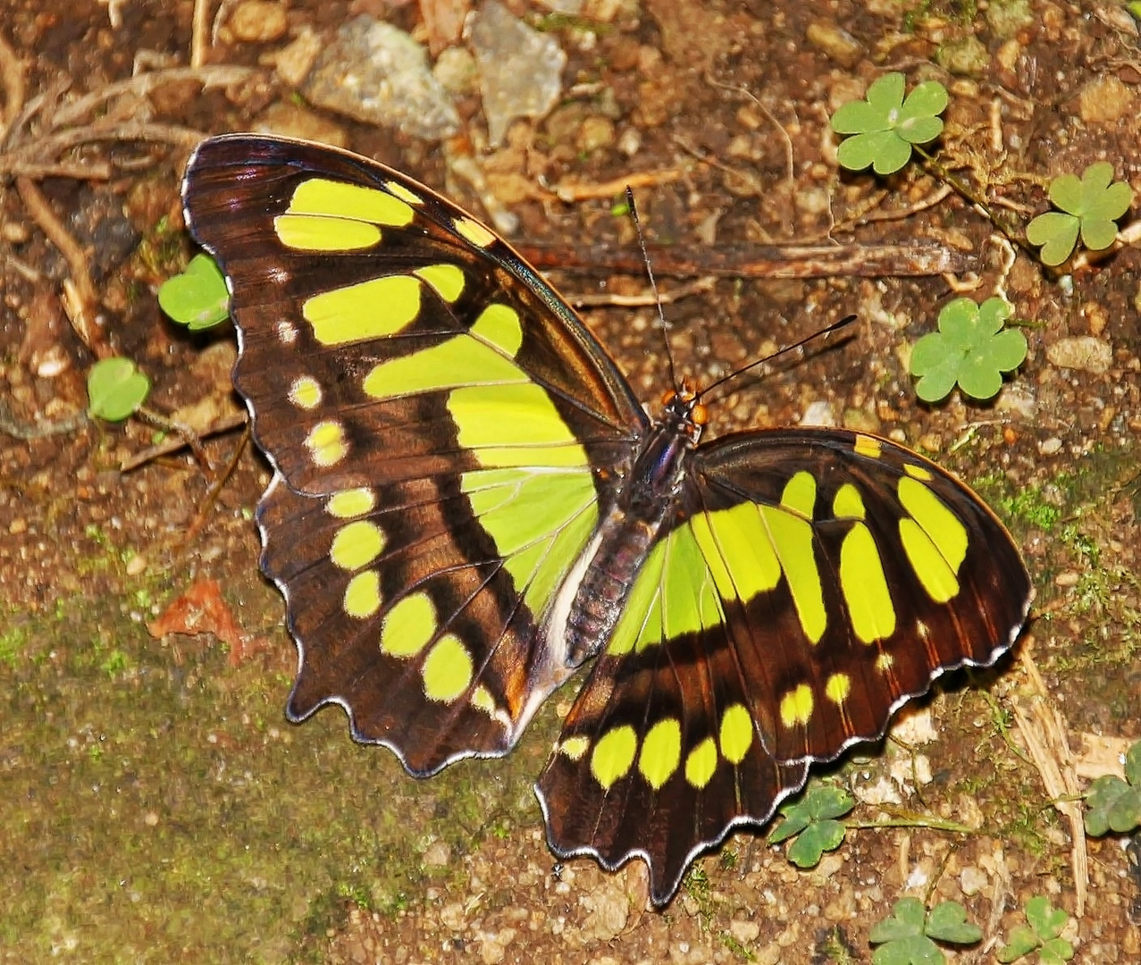 papillon malachite