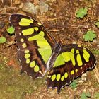 papillon malachite