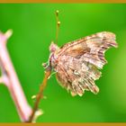Papillon migrateur
