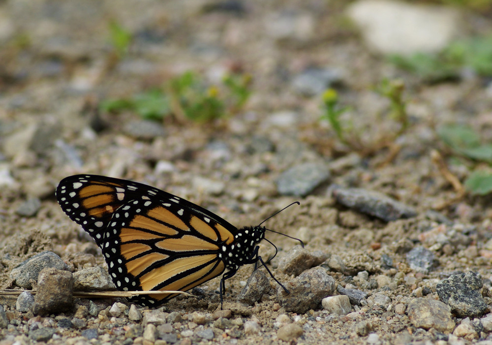 Papillon Monarque du Canada