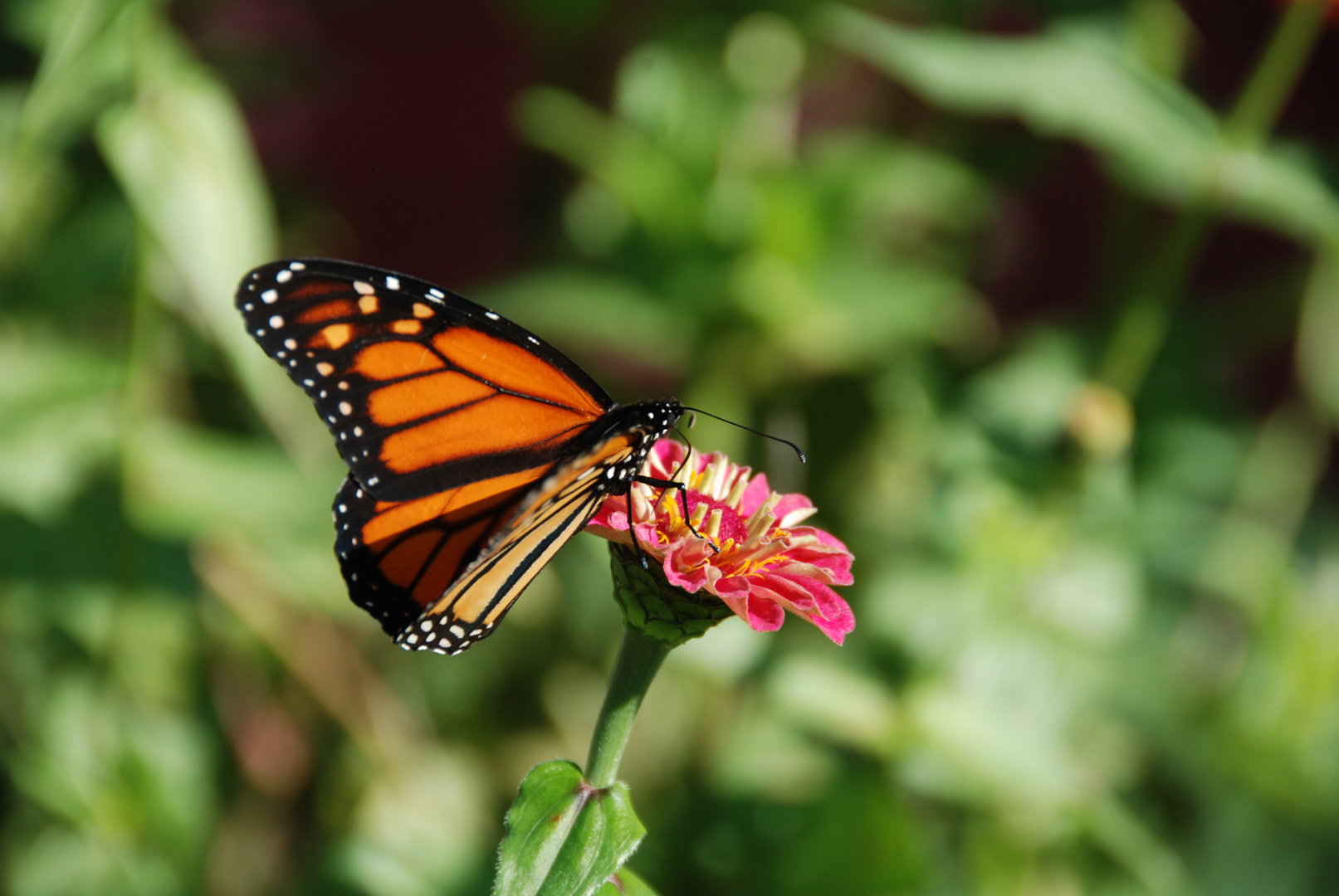 papillon monarque