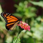 papillon monarque