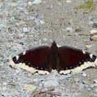* papillon  morio *