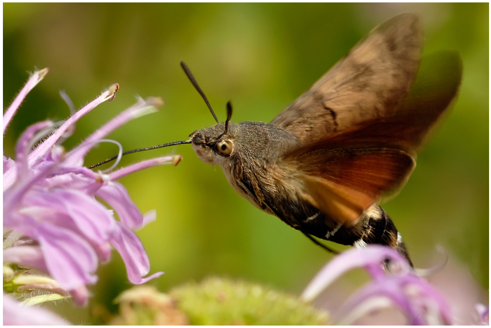 Papillon : Moro Sphinx