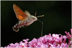 Papillon : Moro Sphinx et buddléia