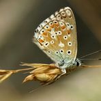Papillon motard