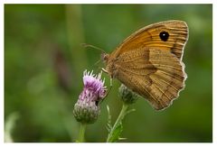 Papillon Myrtil