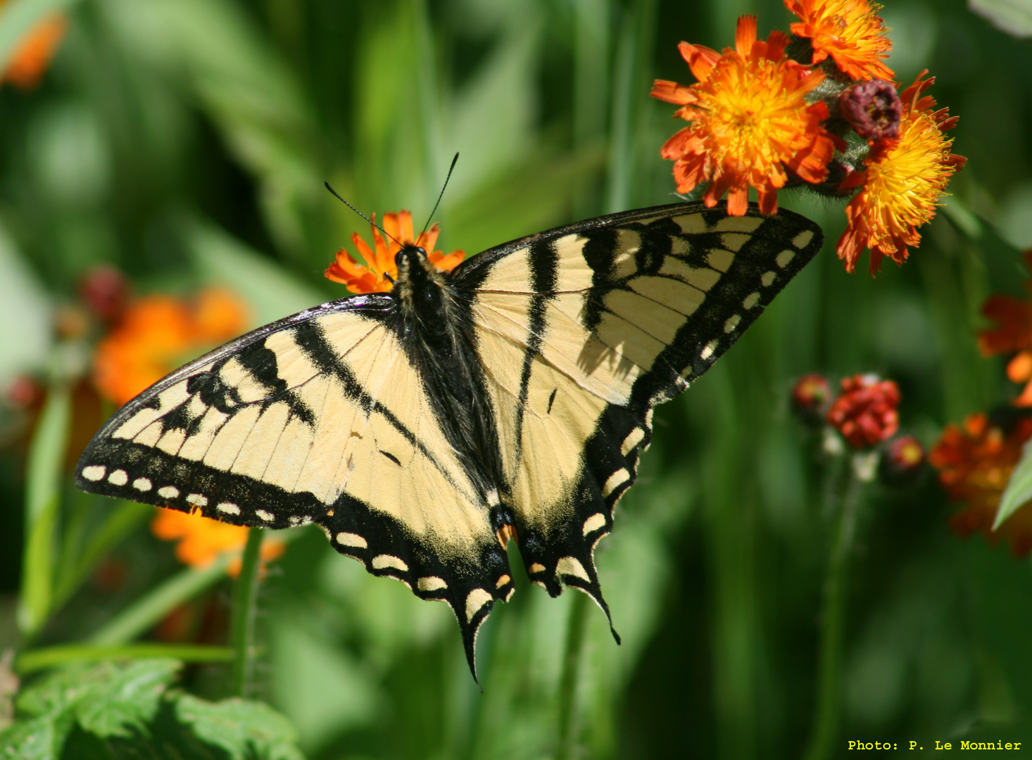 Papillon mystère