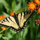 Papillon mystère