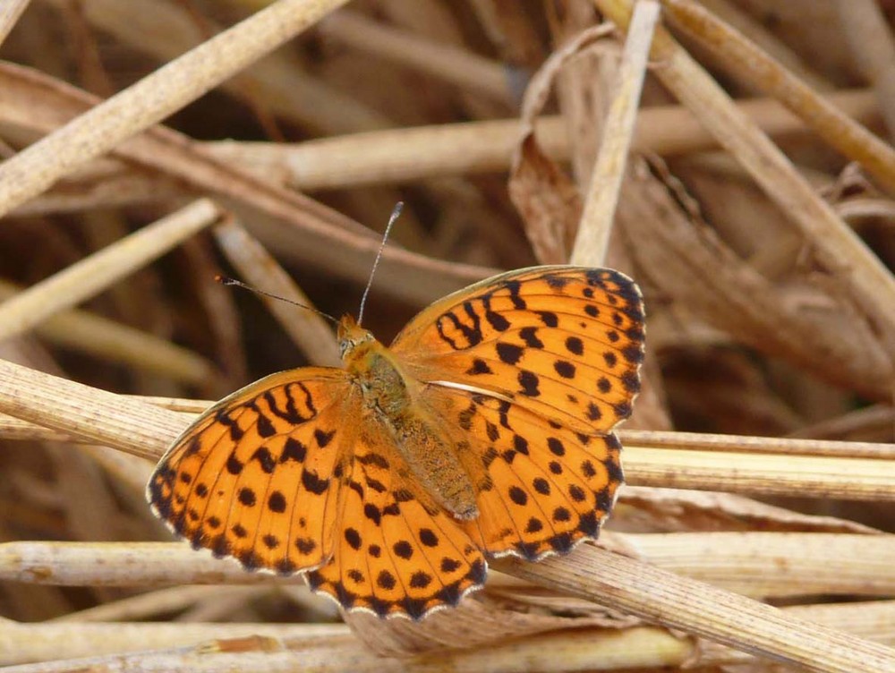 papillon Nacré des ronces