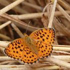 papillon Nacré des ronces