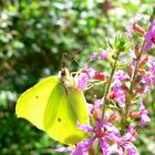 Papillon naturel