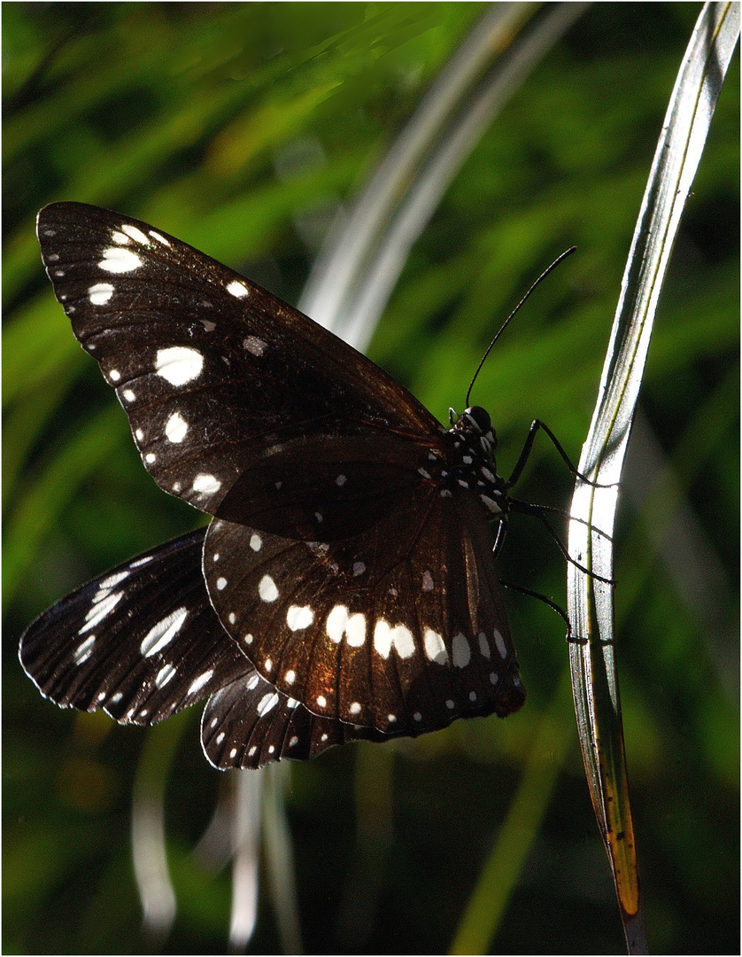 Papillon ??? néo-calédonien -- ???-Schmetterling aus Neukaledonien