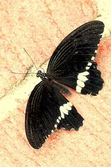 PAPILLON  NOIR