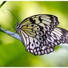 Papillon Noir et Blanc