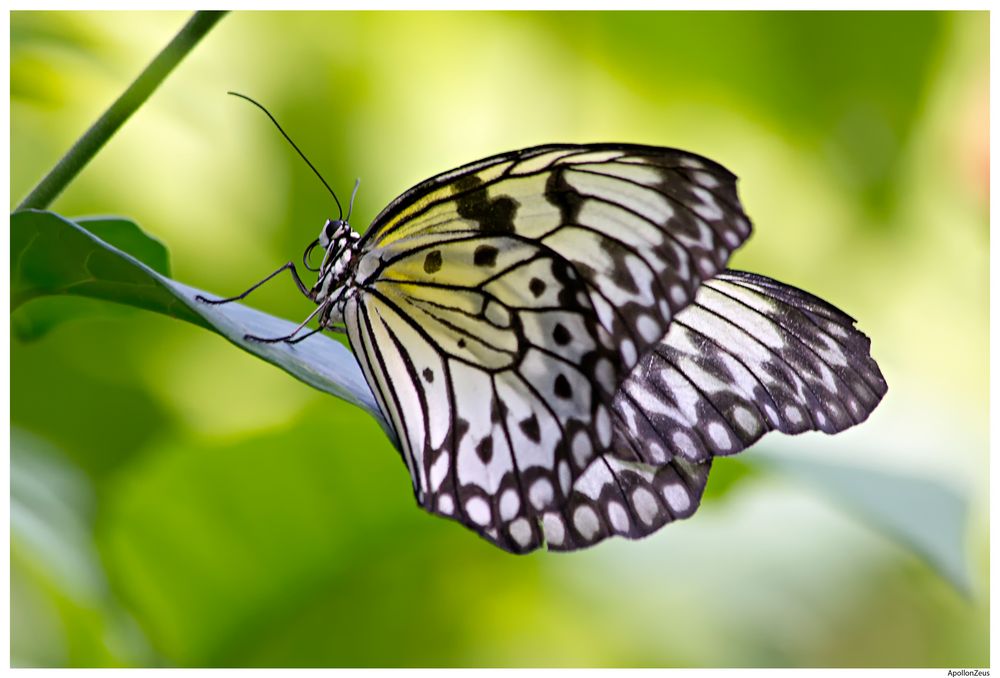 Papillon Noir et Blanc