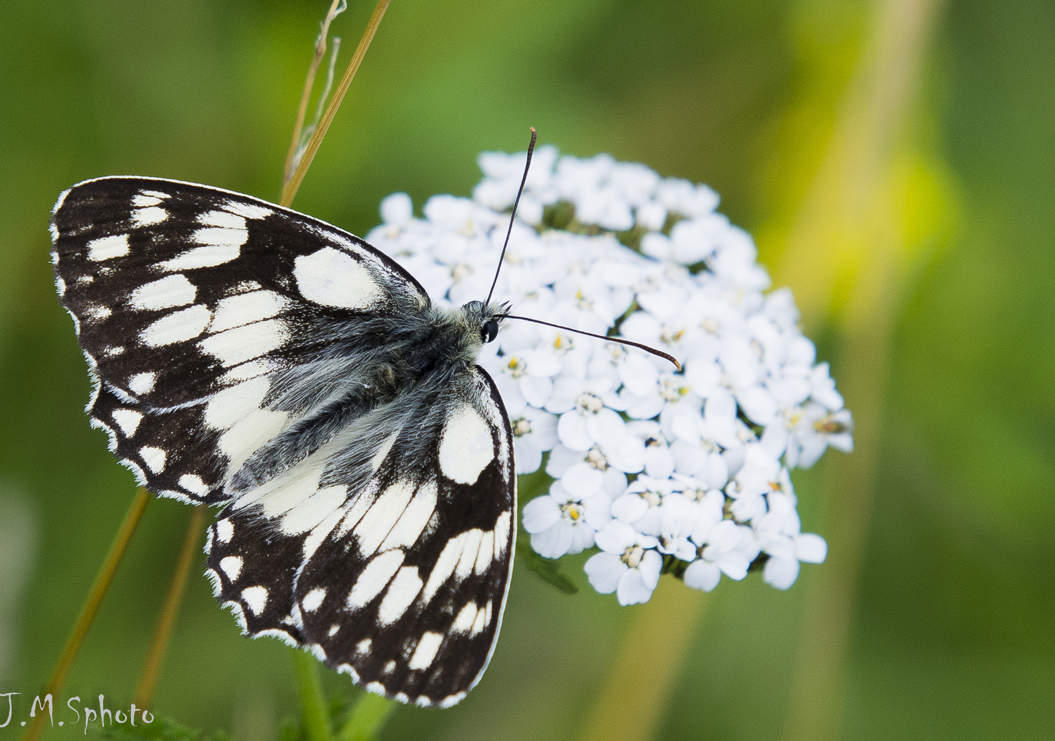 Papillon noir et blanc