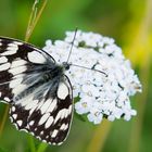 Papillon noir et blanc