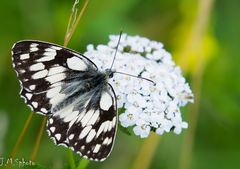 Papillon noir et blanc