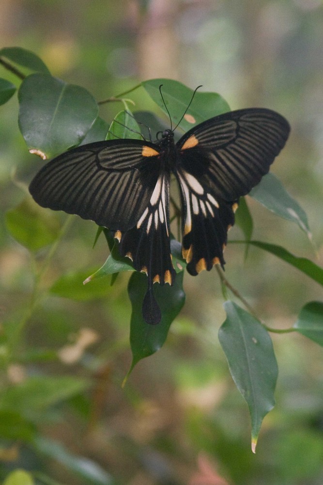 Papillon noir