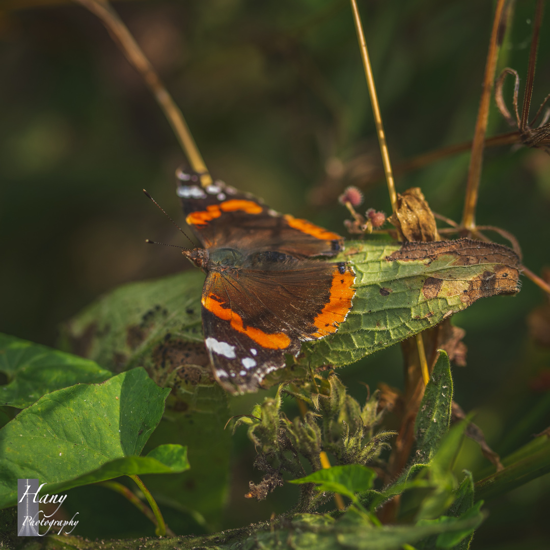 PAPILLON ORANGE