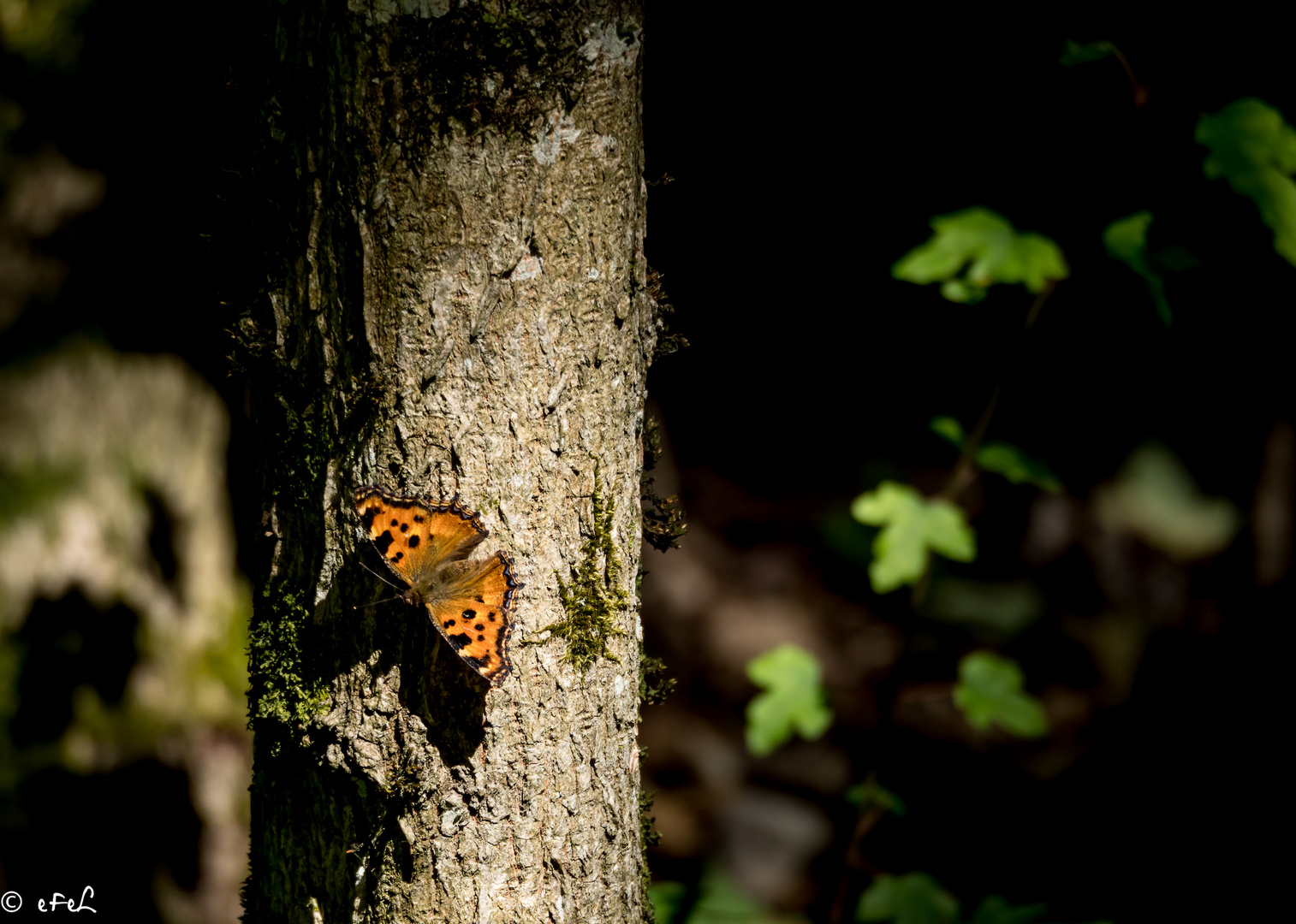 Papillon orange